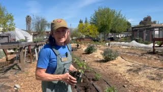 Planting Tomatoes: Tips