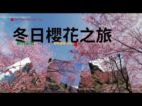 VLOG｜冬日櫻花的季節｜音樂｜電影感｜旅遊｜TAIWAN｜霞喀羅櫻花谷