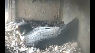 Wanderfalken Lingen Live DE Kamera 1 | Peregrine Falcon Lingen Germany Cam 1 | Day 14.06.2026