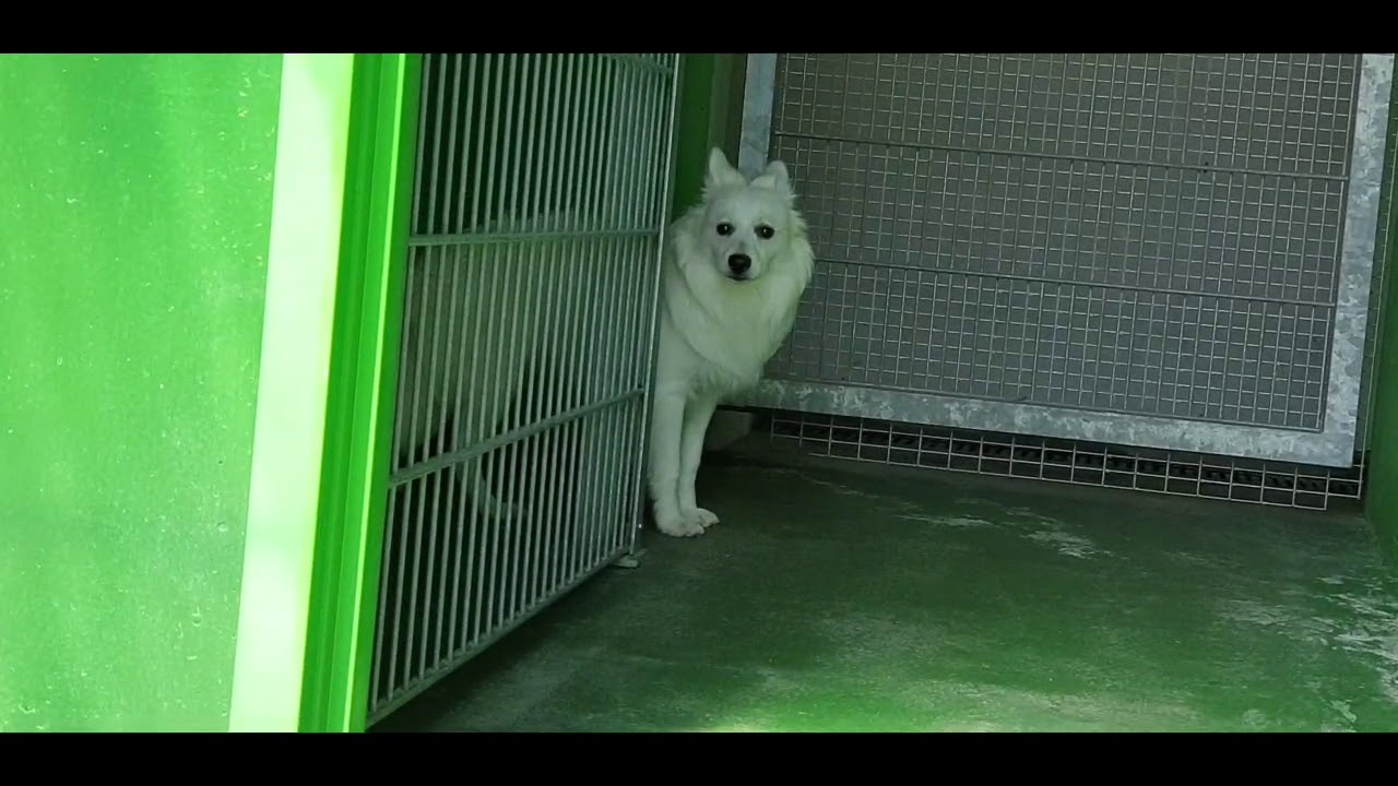 LORY, spitz allemand un peu craintif - SPA de Strasbourg (Adopté)