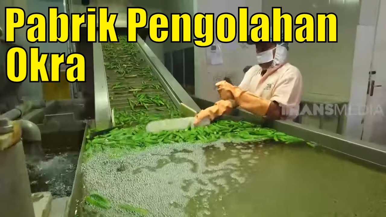 Pabrik Pengolahan Okra | SI UNYIL (05/03/20) PART 3
