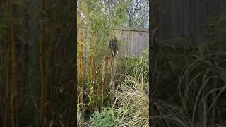 Bee swarm Colchester Essex removed 24th April 2023 bee removal rehomed