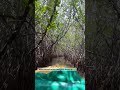 #mangrove #pichavaram #tamilnadu #travelvlog #trendingshorts #incredibleindia