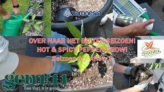 HOT & SPICY PEPPER GROW / STARTING OUTDOOR GROW SEASON 2022 / S.1 A.3