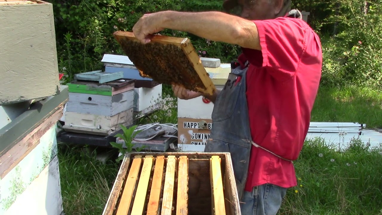 bees festooning on foundation, Why I give pollen, why you will see  green bees in the hive & more