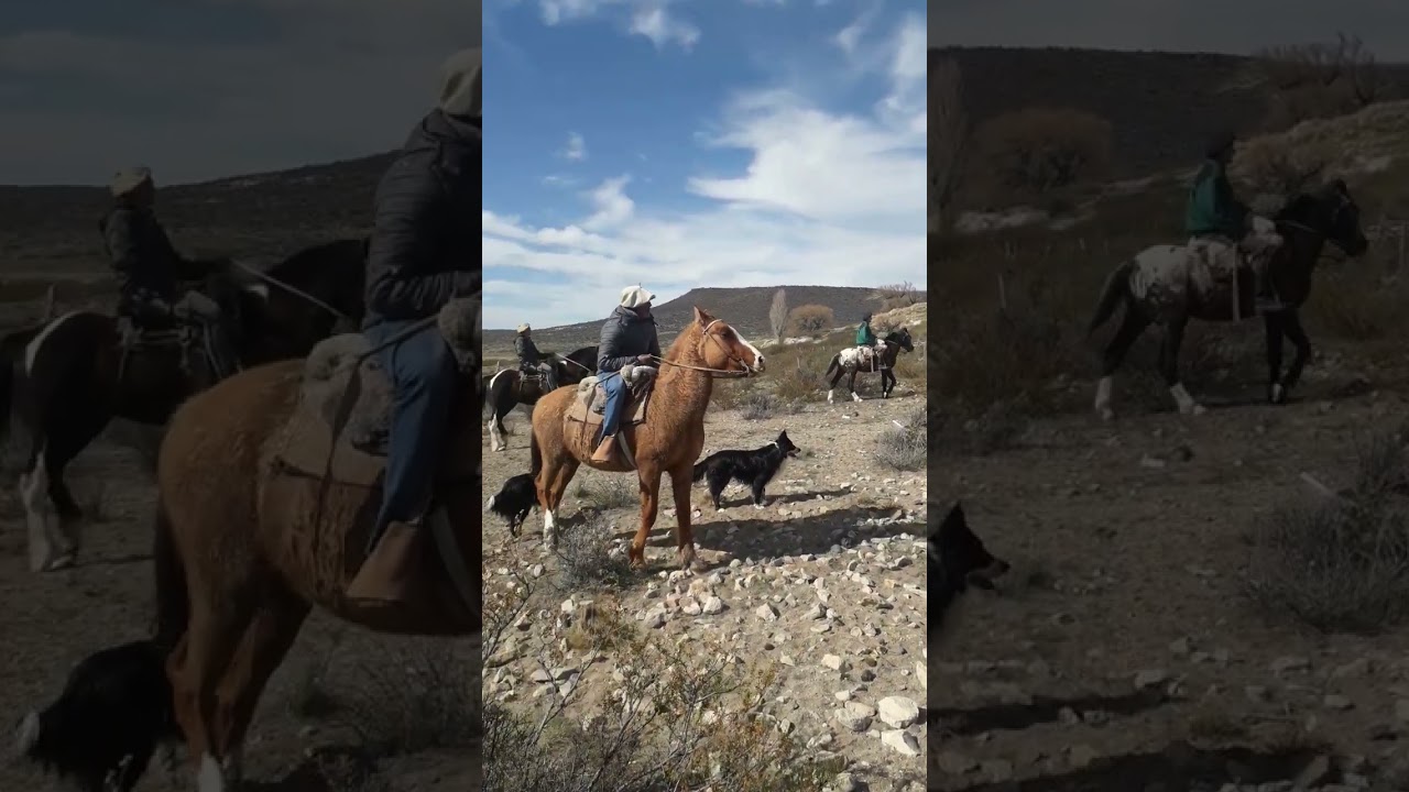 Llegando con las ovejas a Pilquin Mahuida
