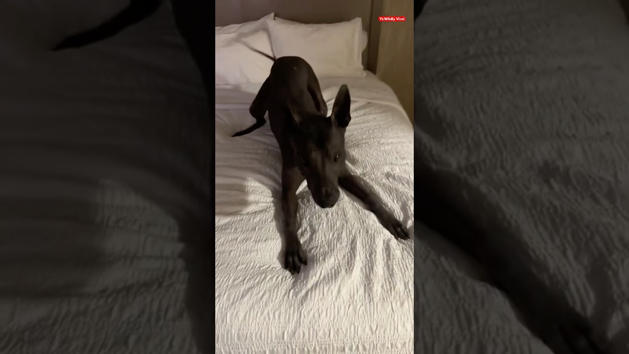 My xolo is so excited🥰 