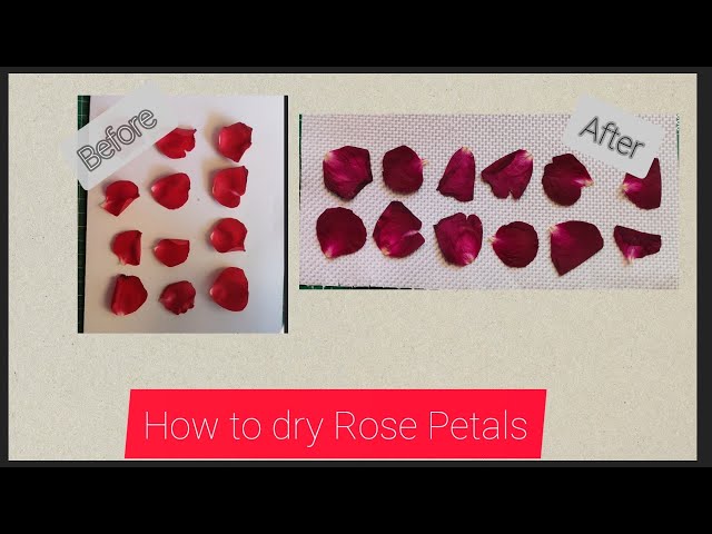 How to Dry Rose Petals