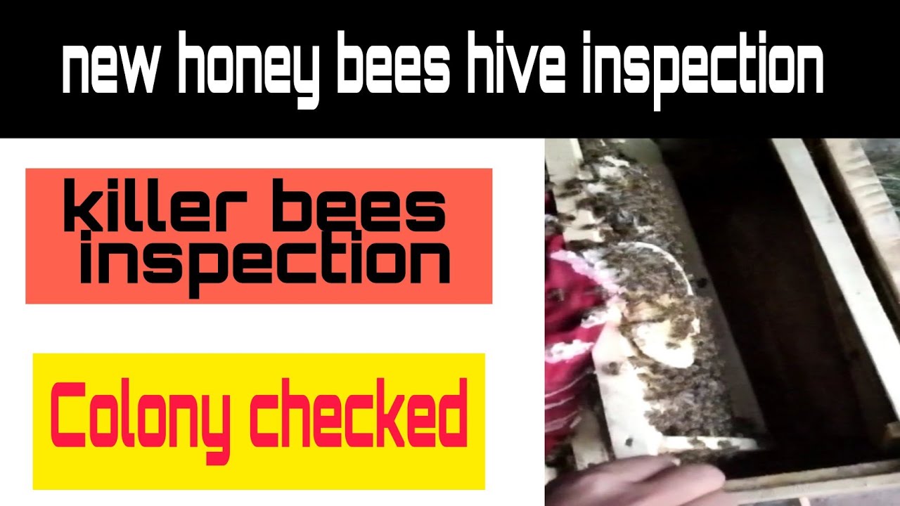 First inspection of new hive/Beekeeping Honey Bees Hive inspection ...