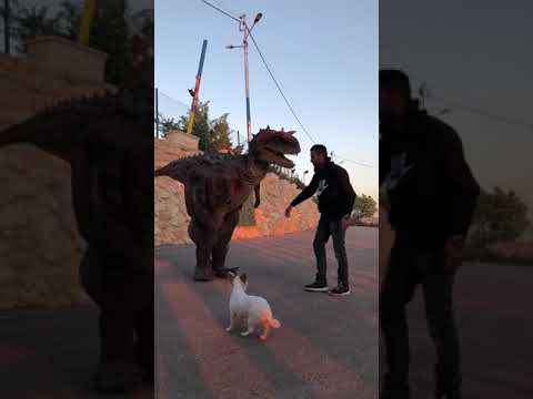 راحت هيبة الديناصور