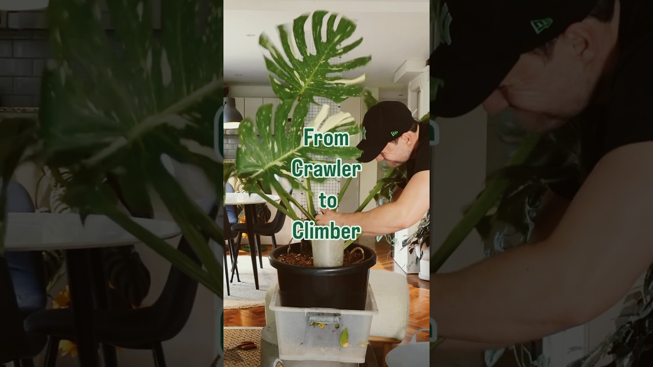 Do you grow your thai as a crawler or climber ? Click here  for full  video - YouTube