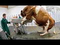 Feeding Cows and Calves Modern Milking Technology Incredible Stacking Straw