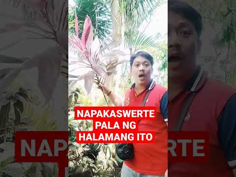 Video: Ano Ang Halaman ng Cordyline – Impormasyon Tungkol sa Mga Uri ng Cordyline