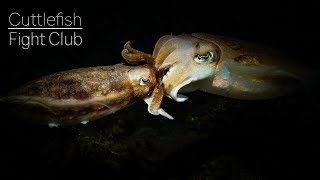 Cuttlefish Fight Club - Full Video