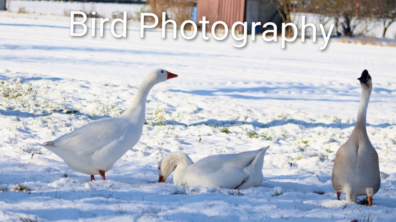 Birds in Snowfall ❄️ | Winter Wildlife & Nature Sounds 