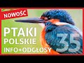 Ptaki Polskie - Nazwy, Wygląd i Odgłosy Ptaków