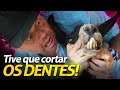 BRIGA PARA SERRAR OS DENTES DA LHAMA DENTUÇA! | A CASA DOS BICHOS