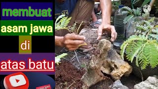 bonsai pemula~cara membuat asam jawa di atas batu~bonsai pemula @BlackID99