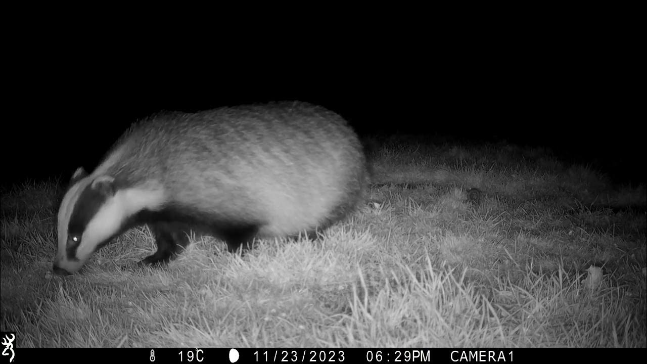 23rd November 2023 Badger YouTube