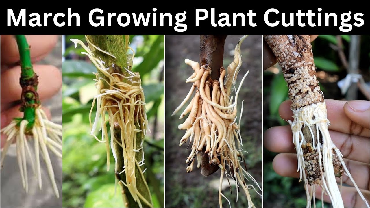 Cuttings of Plants Growing In March
