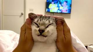 Cat Enjoying Face Massage - 1075909