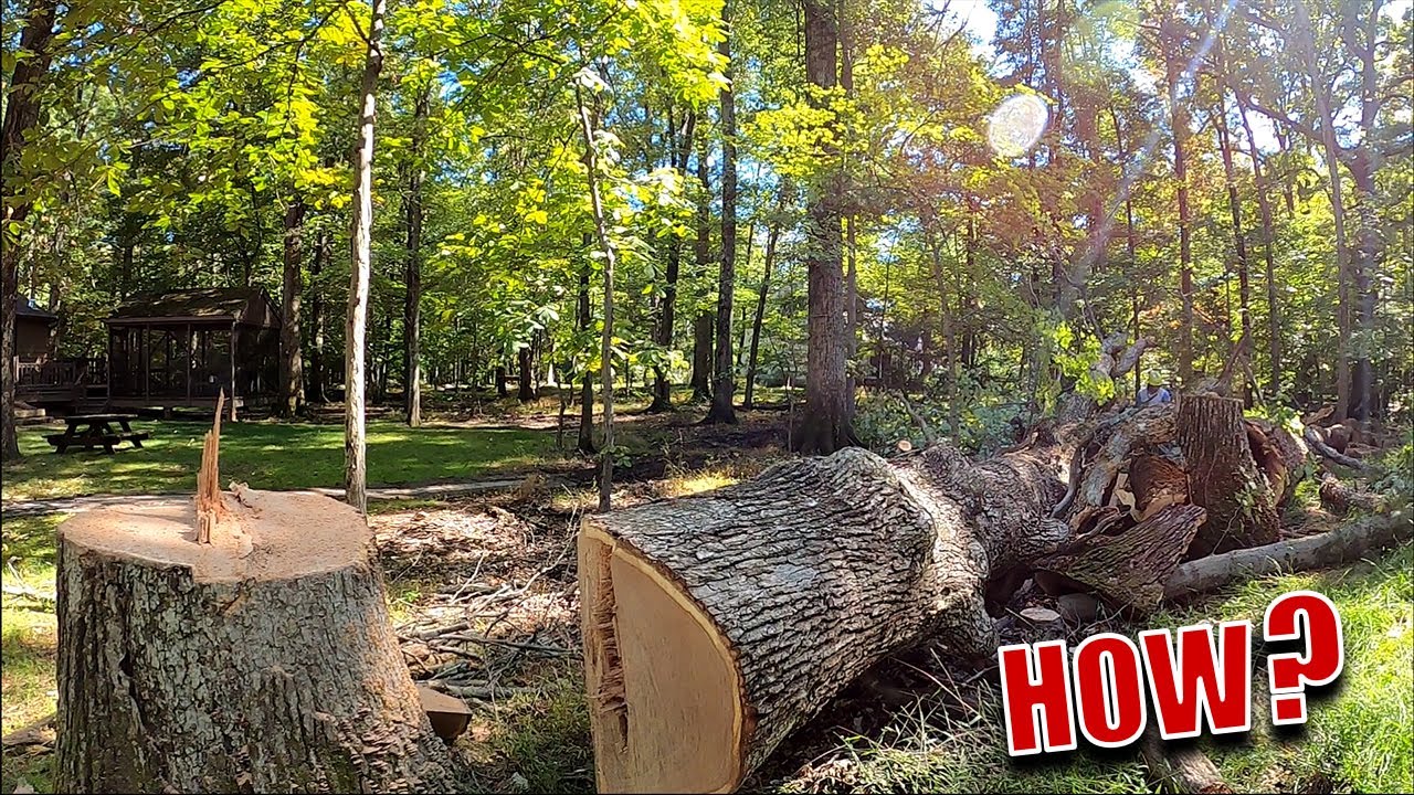 Removing Two Completely Dead Trees Wood Chipper Clogs Up YouTube