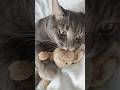 Spend the Morning with my Cat @Archie_McKitty