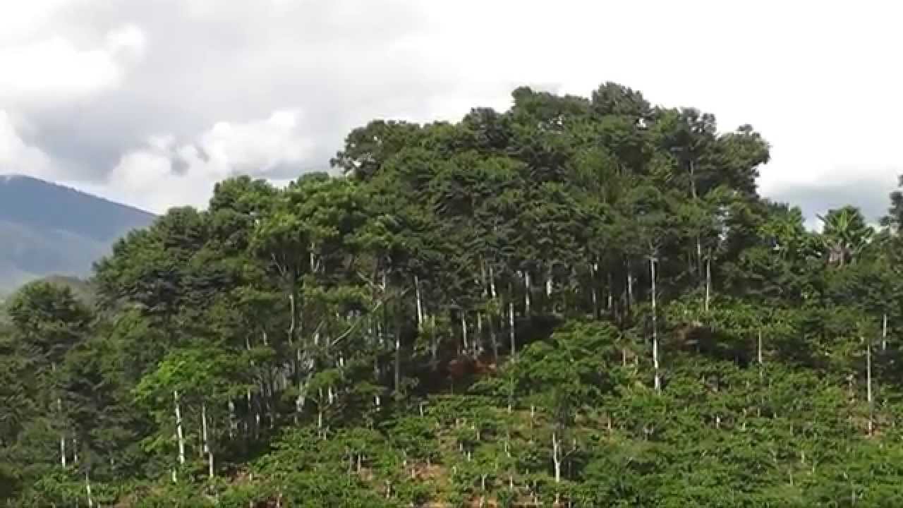 Hutan Lestari Masyarakat Sejahtera - YouTube