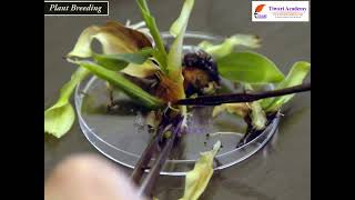 Class 12 Biology Chapter 9 Strategies for Enhancement in Food Production - Plant Breeding
