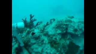 20120810_Lobster_Diving
