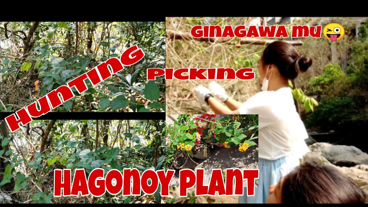 Hunt&Pick Hagonoy Plants YouTube