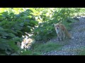 【4K動画】キタキツネの鳴き声@北海道帯広市/PEPESO