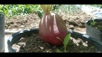 Cách trồng củ cải đỏ trong vỉ trứng (how to grow red radish)