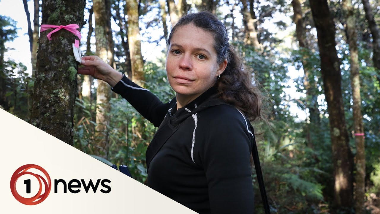 Science and teabags hit the spot for orchid conservation