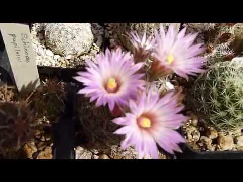Video: Cactussen Die Bloeien