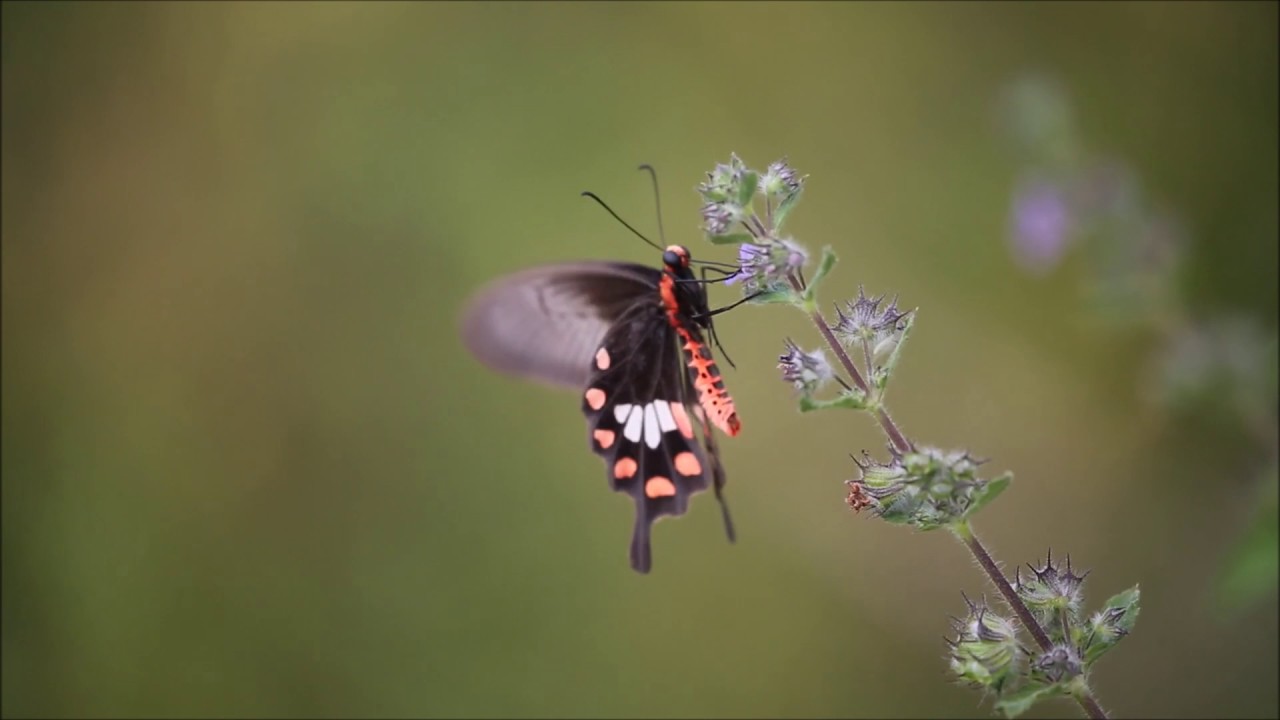 Common Rose Butterfly in search of Nectar