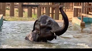 NamThip's First Swim!  ElephantNews
