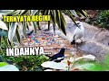 MENGINTIP JALAK BALI MANDI DI SUNGAI BUATAN DI AVIARY SEMI ALAM KITA - INDAHNYA !!