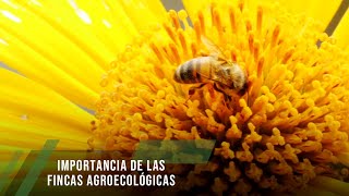 Importance of agroecological farms - TvAgro by Juan Gonzalo Angel Restrepo