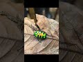 Beetle, Mindo, Responsible Travel South America from Maria E. 🐞