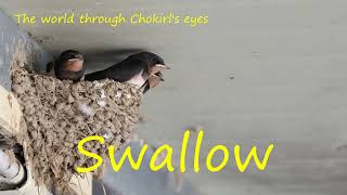 Swallow