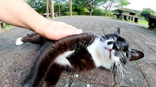 バットマンみたいな猫が可愛い声で鳴きながらエンジェルマークを見せてくれた