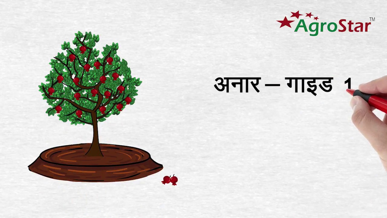 Pomegranate - Guide 1 - Bahar Nutrient management