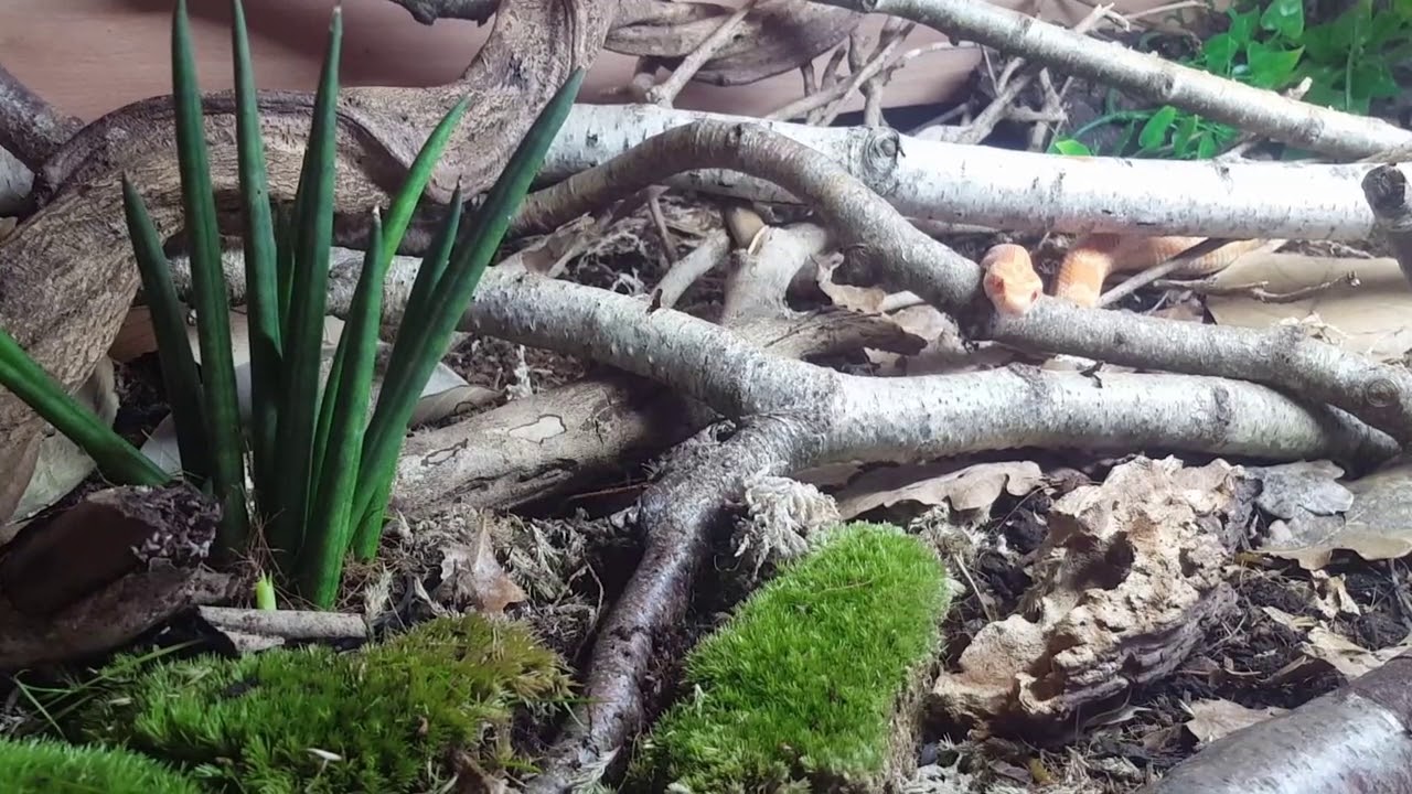 lizard skin grips Inquisitive Corn Snake