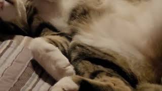 Cat dreaming by Gray 93 views 1 year ago 1 minute, 14 seconds