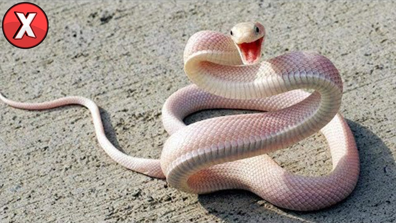 25 ideias de Cobra  belas cobras, cobras, serpente