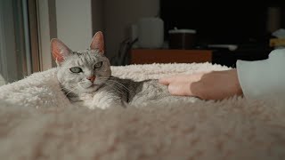猫の膀胱炎騒動とパパに怒られた猫の様子 by ねこほうパパ 9,128 views 2 months ago 9 minutes, 15 seconds