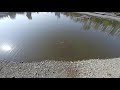 Кормим рыбок в парке Ракушка