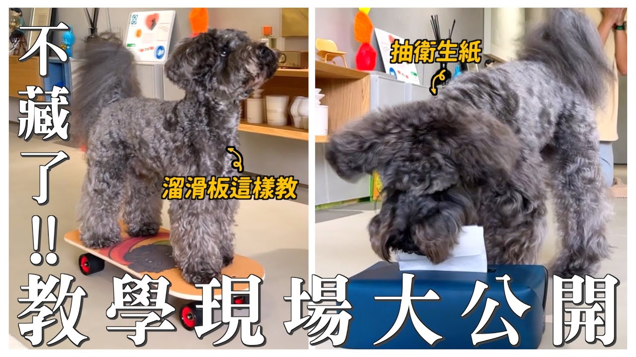 養狗新手也能學！高難度教學+初階心法熊爸一次講｜熊爸估狗