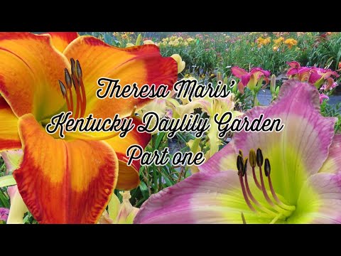 Video: Tohumlardan Büyüyen Daylilies